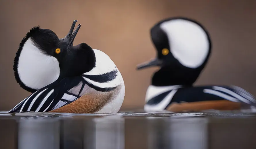 Bird Photographer Of The Year 2025